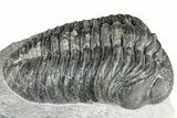 Phacopid (Drotops) Trilobite - Mrakib, Morocco #357346-1